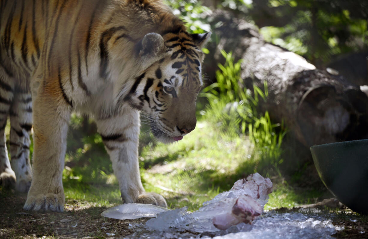 Yuri, an Amur tiger inspects a frozen bone and ice after dumping it from a bucket while keeping cool at the Denver Zoo on June 16.