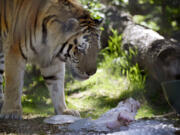 Yuri, an Amur tiger inspects a frozen bone and ice after dumping it from a bucket while keeping cool at the Denver Zoo on June 16.