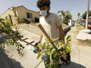 Eduardo Armenta, with North East Trees, delivers trees to a resident along 113th Street in Watts in August 2021. Members of North East Trees help plant and maintain trees in the western part of Watts to eventually bring more shade for residents and to reduce heat in these neighborhoods.