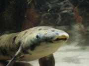 Australian lungfish Granddad, seen in 1982, was the longest-lived aquarium fish in the world before his death in 2017.