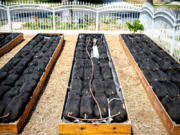 La Salle Microfarm fills its raised beds with sausagelike bundles of soil on top of impermeable pond liner, so the runoff from watering the plants can be collected and diverted back to the storage tanks where it is used again and again for irrigation.