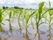 Flooding in U.S. croplands has taken on new significance in light of the Ukraine war's expected toll on grain production.