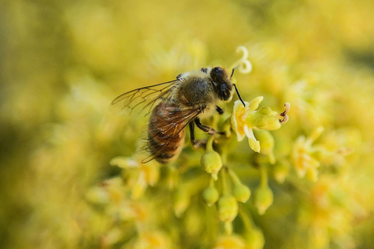 A bee collects nectar from flowers of a lychee tree at Sujanpur village, in the Pathankot district of Punjab, India.