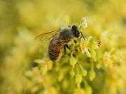 A bee collects nectar from flowers of a lychee tree at Sujanpur village, in the Pathankot district of Punjab, India.