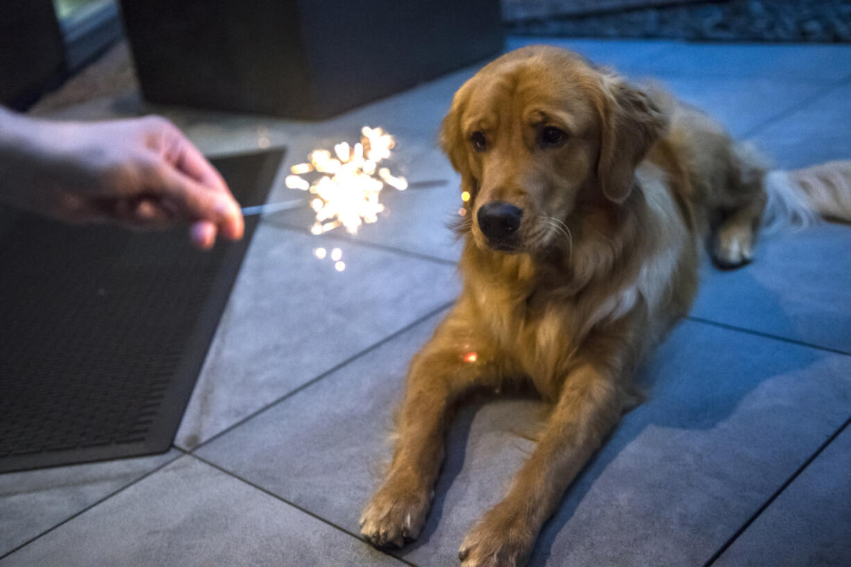 The loud bangs, bright lights and strong smells from fireworks can scare dogs.