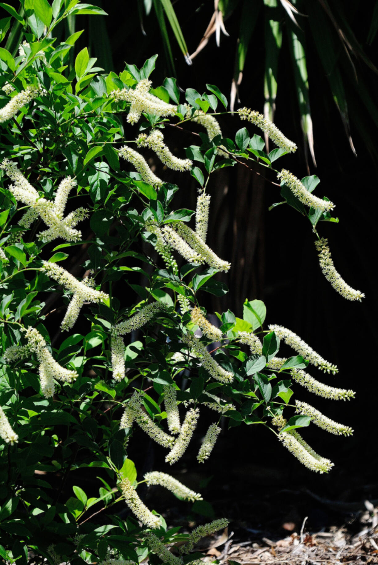 Varieties of native Virginia Sweetspire like Little Henry, Scentlandia and this year's new Fizzy Mizzy not only offer white during the day, but at night add an incredible fragrance that all will remember.