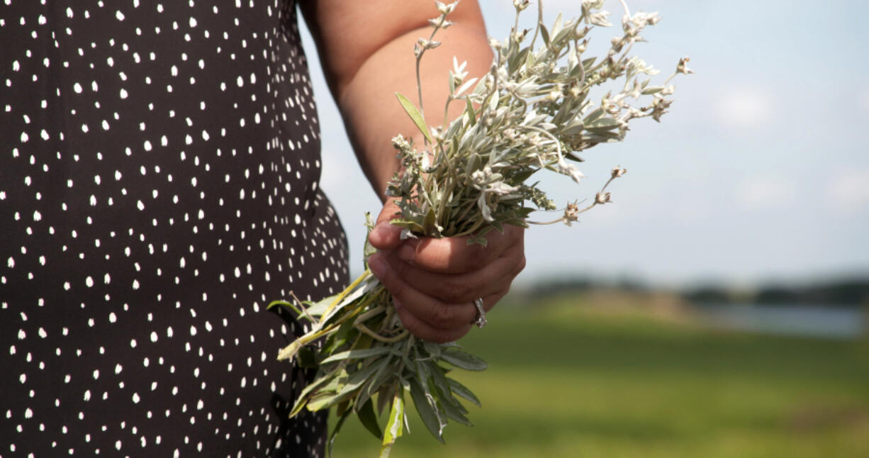 MMIW activist Angela Two Stars harvesting traditional medicines on Sisseton Wahpeton Dakota Reservation of South Dakota.