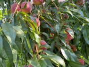 Vancouver backyard peaches are the best.