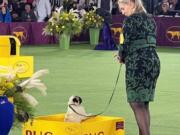 Rose, a 1-year-old female pug bred in the Longview area, won the 2022 Westminster Dog Show title of "Best in Breed," which usually goes to the male dogs.