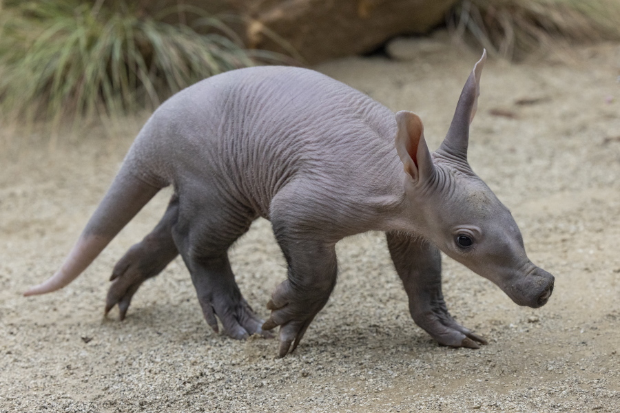 In this photo released by the San Diego Zoo Wildlife Alliance,  an aardvark cub explores her habitat at the San Diego Zoo on June 10, 2022. For the first time in more than 35 years, an aardvark pup has been born at the zoo. The female, which has not yet been named, was born May 10. Zookeepers say she is doing well and that her mother, Zola, is caring and attentive.