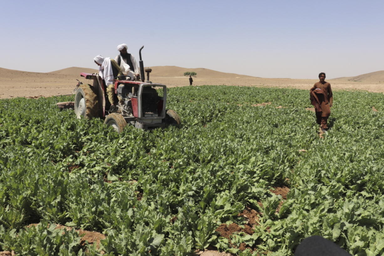 Taliban eradicate a poppy field in Washir, district of Helmand province, Afghanistan, Sunday, May 29, 2022.