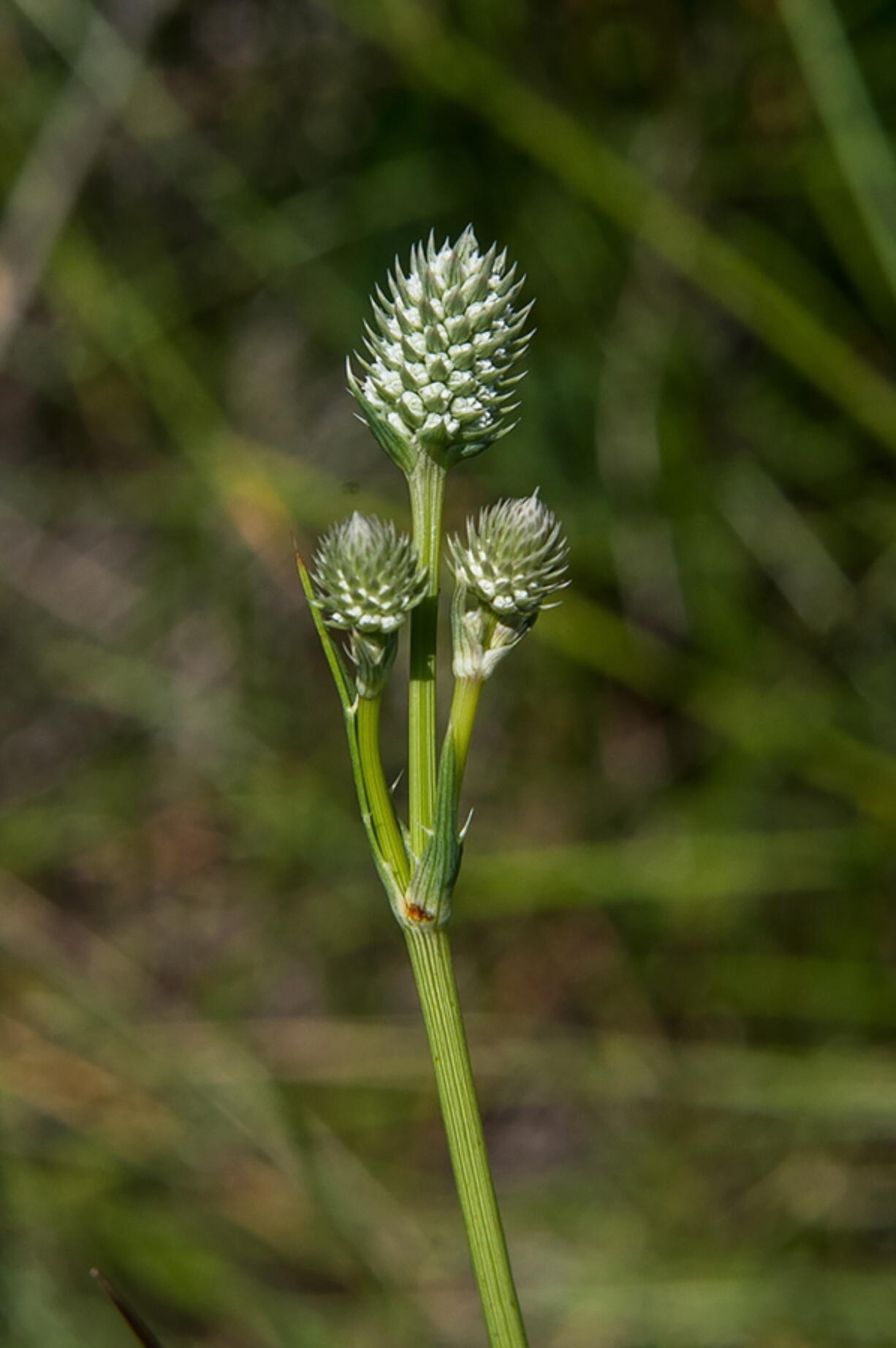 The Arizona eryngo, a rare wetland plant, soaks up sunlight near Sierra Vista, Ariz.