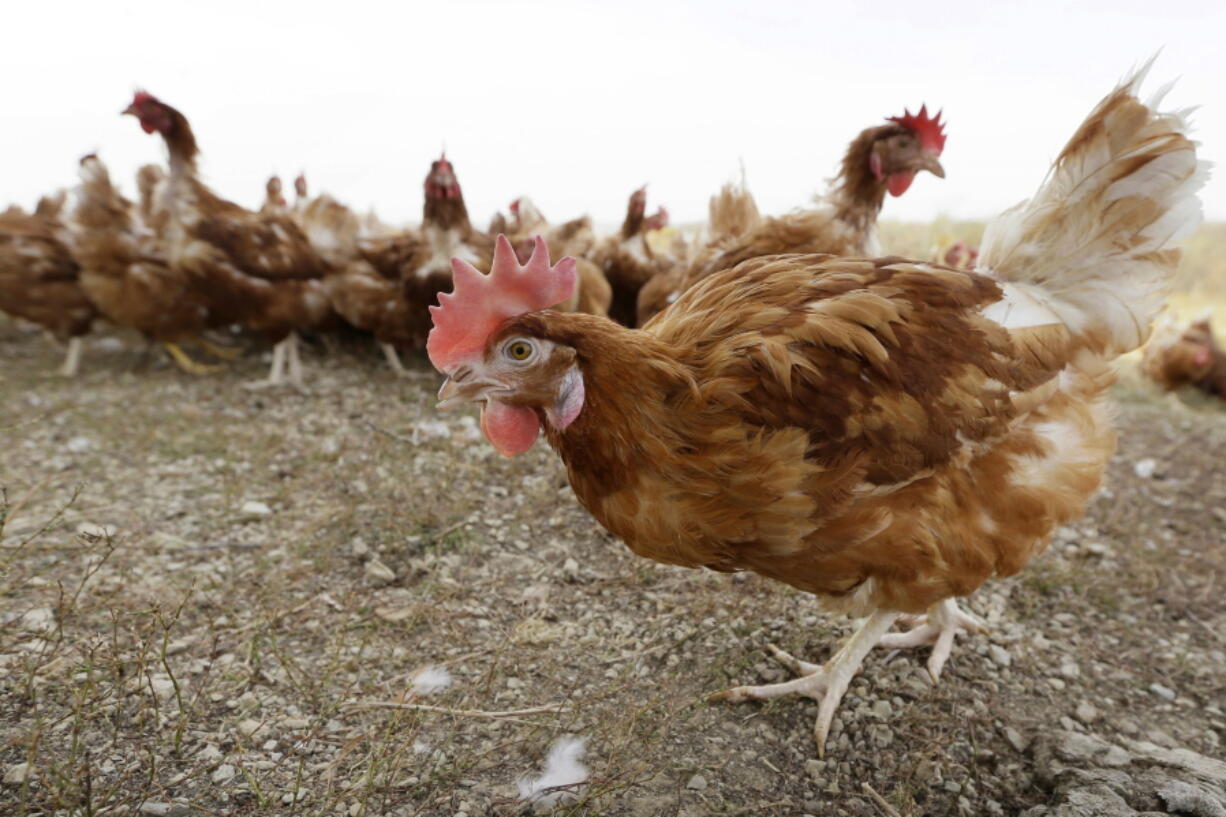 FILE - Chickens walk in a fenced pasture at an organic farm near Waukon, Iowa on Oct. 21, 2015. The bird flu outbreak that led to the deaths of millions of chickens and turkeys in the U.S. in 2022 appears to finally be waning, but experts caution the virus hasn't disappeared and another surge in cases is possible this fall.