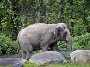 FILE - Bronx Zoo elephant "Happy" strolls inside the zoo's Asia Habitat in New York on Oct. 2, 2018. New York's top court on Tuesday, June 14, 2022, rejected an effort to free Happy the elephant from the Bronx Zoo, ruling that she does not meet the definition of "person" who is being illegally confined.