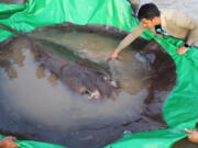 In this photo provided by Wonders of the Mekong taken on June 14, 2022, a man touches a giant freshwater stingray before being released back into the Mekong River in the northeastern province of Stung Treng, Cambodia. A local fisherman caught the 661-pound (300-kilogram) stingray, which set the record for the world's largest known freshwater fish and earned him a $600 reward.