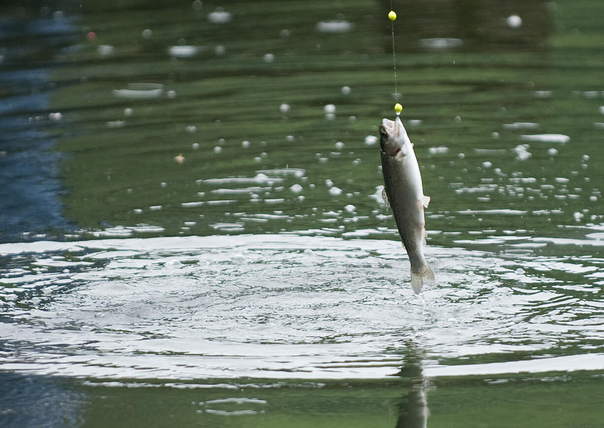 The Washington Free Fishing Weekend for 2022 is Saturday and Sunday, June 11-12, where anyone can go fishing without a license. All current rules, regulations and limits still apply.