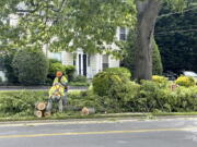 A professional tree crew in Glen Head, N.Y., safely removes and disposes of tree branches, as should be done in the wake of damaging storms.