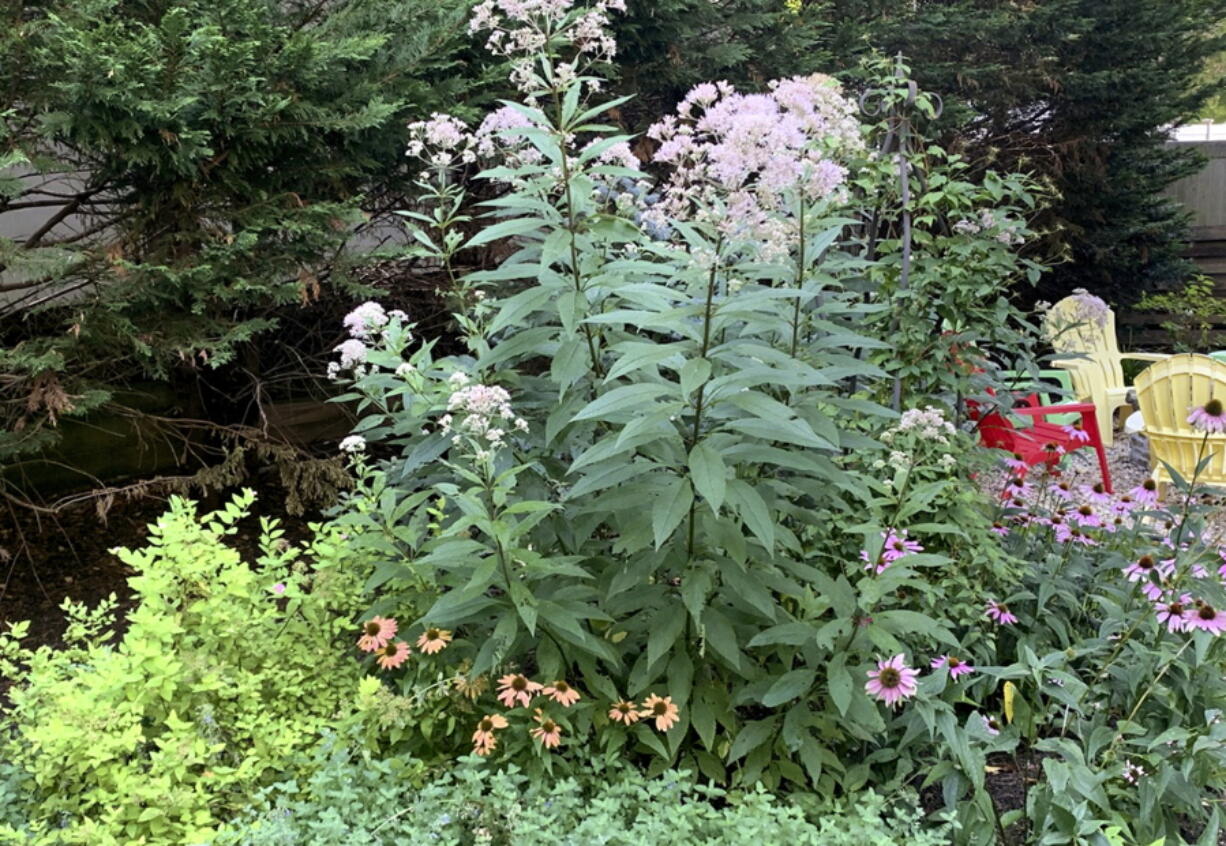 Native Joe Pye weed grows alongside native coneflowers and nonnative spirea and catmint.