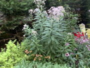 Native Joe Pye weed grows alongside native coneflowers and nonnative spirea and catmint.