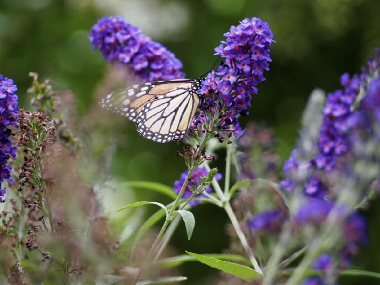 A monarch butterfly in Glen Head, N.Y. The use of chemicals against garden pests threatens bees, butterflies and other pollinators.