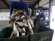 Asian carp are unloaded at Two Rivers Fisheries in Wickliffe, Ky. The state of Illinois is unveiling a market-tested rebranding campaign to make the fish appealing to consumers.