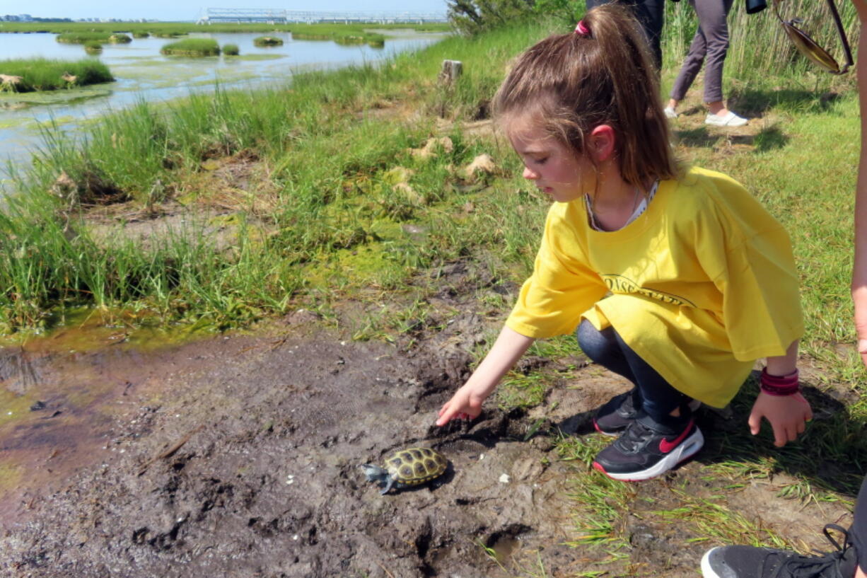 A kindergarten student releases a turtle back into the wild Wednesday at the Wetlands Institute in Stone Harbor, N.J. A class of kindergarten students released 17 turtles that were raised from the eggs of female turtles that were struck and killed by cars.