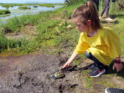 A kindergarten student releases a turtle back into the wild Wednesday at the Wetlands Institute in Stone Harbor, N.J. A class of kindergarten students released 17 turtles that were raised from the eggs of female turtles that were struck and killed by cars.