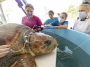 In this image provided by Zoo Miami, a female loggerhead turtle receives fluids as part of a treatment on May 28, 2022, after she was brought to Miami Zoo's new Sea Turtle Hospital in Miami. The turtle was rescued from the Port St. Lucie Power Plant after a shark attack left its left fin with exposed bone.