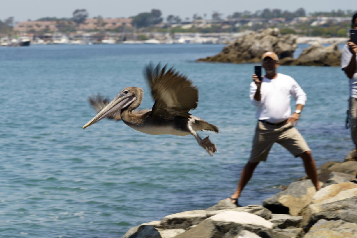 A Brown pelican flies into the wild at Corona Del Mar State Beach in Newport Beach, Calif., on Friday, June 17, 2022. The twelve Brown Pelicans were victims of the recent Southern California mass-stranding event.