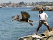 A Brown pelican flies into the wild at Corona Del Mar State Beach in Newport Beach, Calif., on Friday, June 17, 2022. The twelve Brown Pelicans were victims of the recent Southern California mass-stranding event.