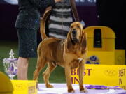 Trumpet, a bloodhound poses for photographs after winning Best in Show at the 146th Westminster Kennel Club Dog Show Wednesday, June 22, 2022, in Tarrytown, N.Y.