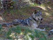 FILE - In this undated photo released by the U.S. Fish and Wildlife Service shows a dispersing wolf from the Oregon Pack OR-54. The past two years have seen a big increase in wolf poaching cases in the Northwest. Four dead wolves were discovered in the northeastern corner of Washington state in February 2022. That followed the poisoning of eight wolves in eastern Oregon in 2021, along with the poaching of a total of eight wolves in Idaho last year. (U.S.