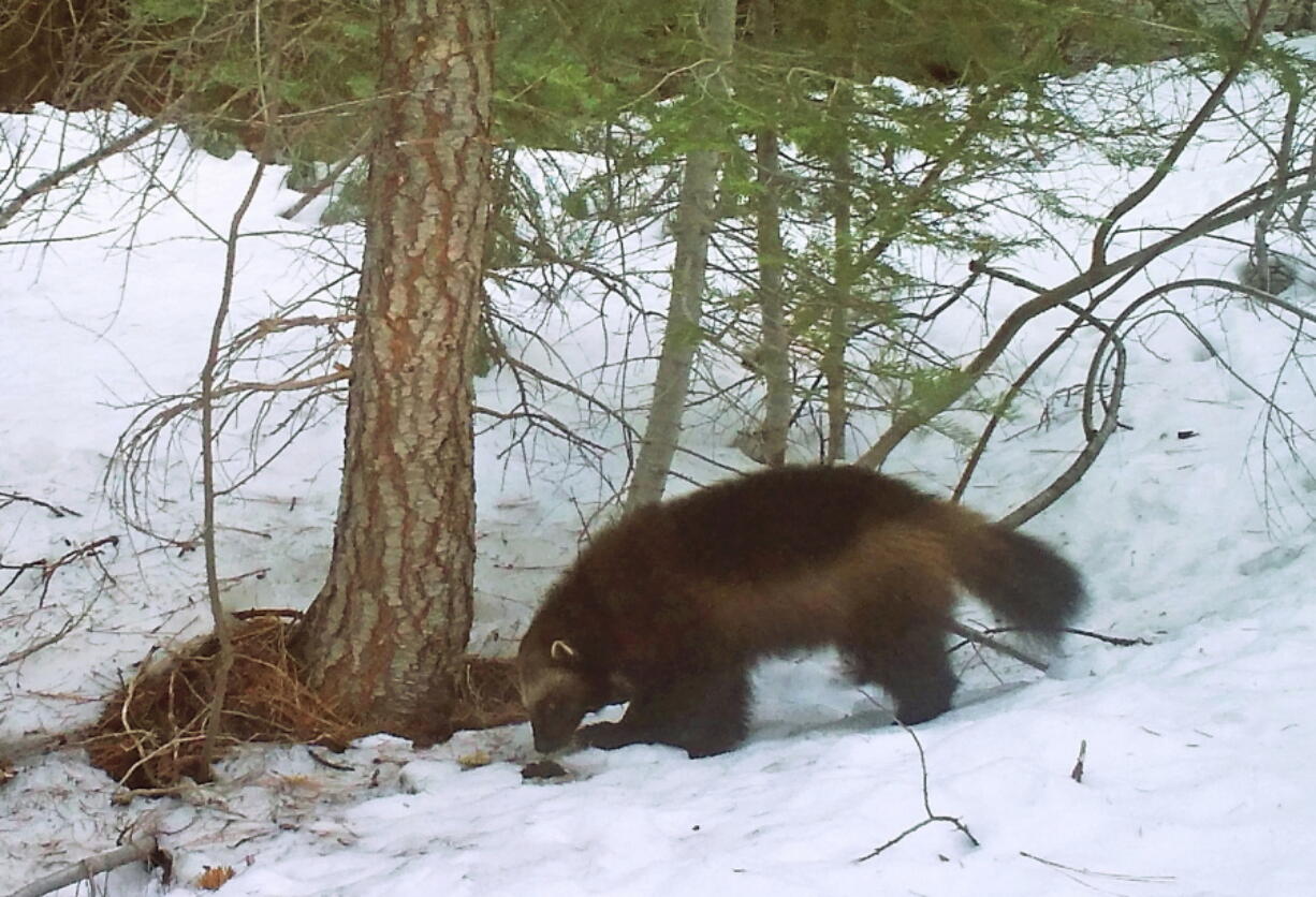 A remote camera set by biologist Chris Stermer shows a mountain wolverine Feb. 27, 2016, in the Tahoe National Forest near Truckee, Calif. -- a rare sighting of the predator in the state.