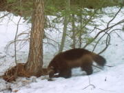 A remote camera set by biologist Chris Stermer shows a mountain wolverine Feb. 27, 2016, in the Tahoe National Forest near Truckee, Calif. -- a rare sighting of the predator in the state.