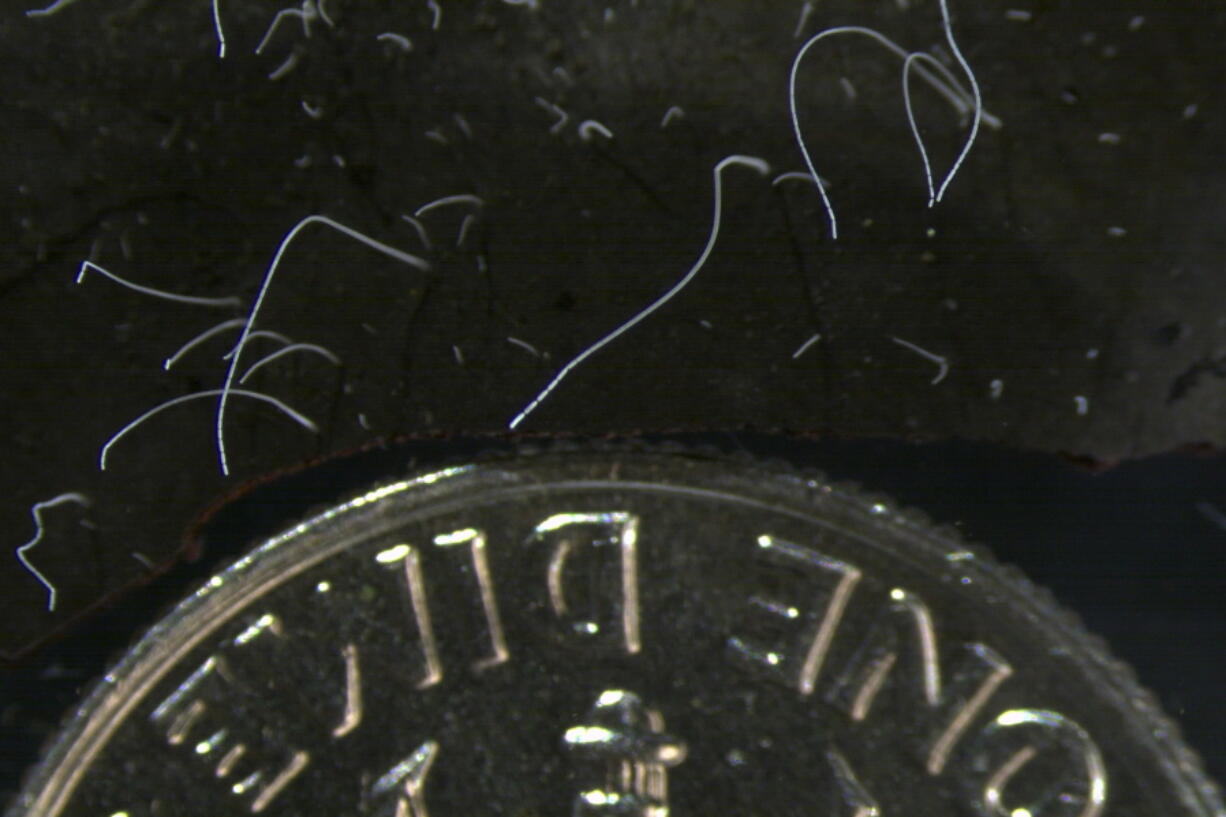 This microscope photo provided by the Lawrence Berkeley National Laboratory in June 2022 shows thin strands of Thiomargarita magnifica bacteria cells next to a U.S. dime coin. The species was discovered among the mangroves of Guadeloupe archipelago in the French Caribbean. A team of researchers at the Department of Energy (DOE) Joint Genome Institute (JGI), Lawrence Berkeley National Laboratory (Berkeley Lab), the Laboratory for Research in Complex Systems (LRC), and the Universit? des Antilles, characterized the bacterium composed of a single cell that is 5,000 times larger than other bacteria.