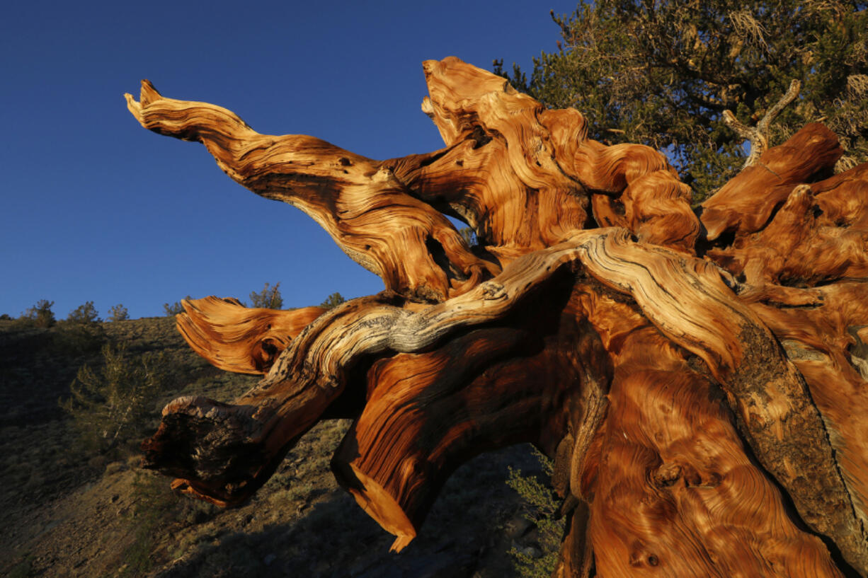 A large bristlecone pine tree has fallen over, exposing the roots, in the Ancient Bristlecone Pine Forest.