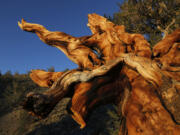 A large bristlecone pine tree has fallen over, exposing the roots, in the Ancient Bristlecone Pine Forest.