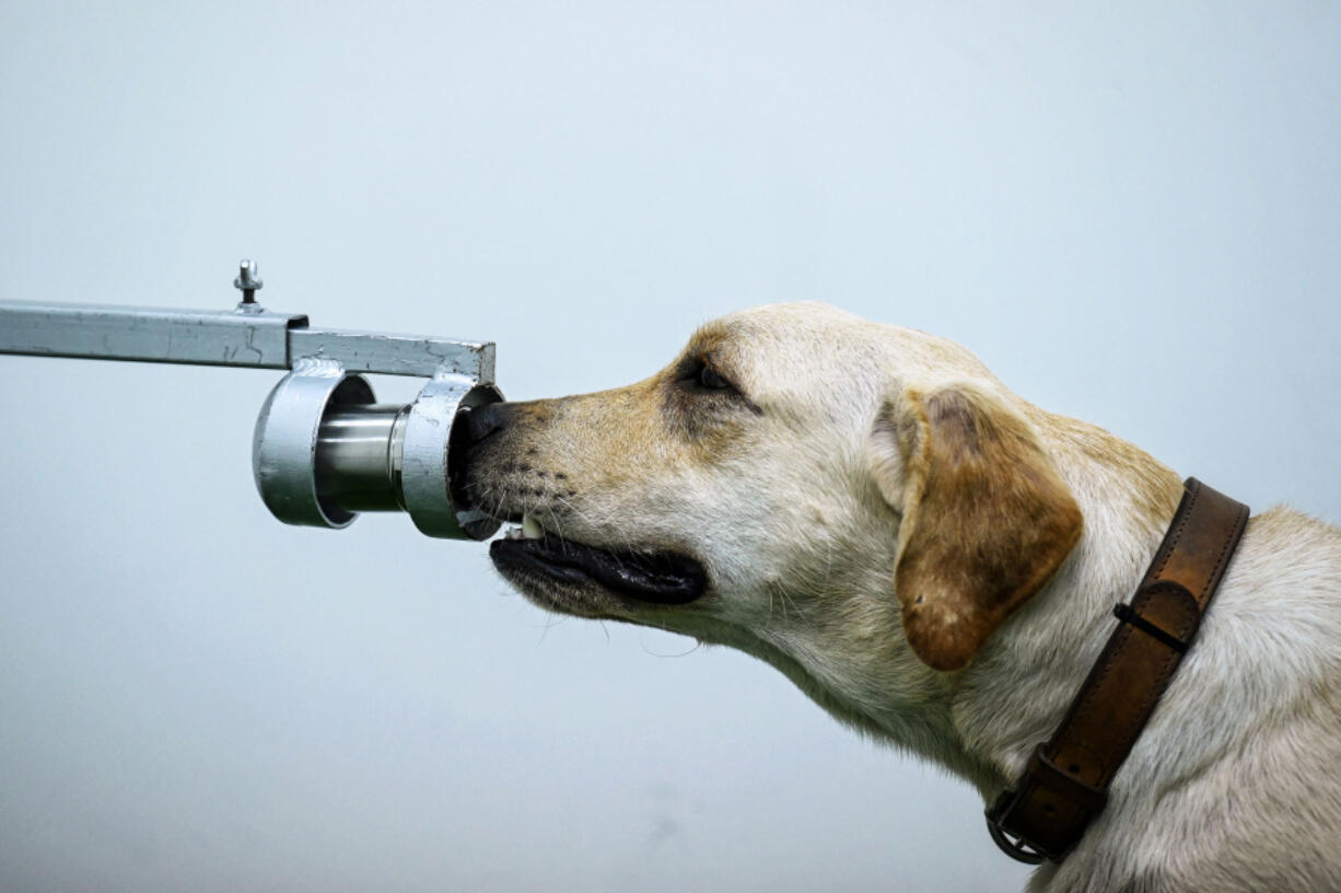 Bobby the K-9 retriever dog sniffs sweat samples in a test to detect the COVID-19 coronavirus through volatile organic compounds, at the Faculty of Veterinary Science in Chulalongkorn University in Bangkok.