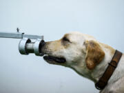 Bobby the K-9 retriever dog sniffs sweat samples in a test to detect the COVID-19 coronavirus through volatile organic compounds, at the Faculty of Veterinary Science in Chulalongkorn University in Bangkok.