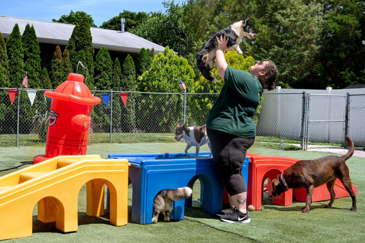 Client-care specialist Lexi Lane picks up Alice, a Cardigan Welsh corgi, at Halo House Animal Resort in Franklinville, N.J., on June 28.