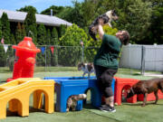 Client-care specialist Lexi Lane picks up Alice, a Cardigan Welsh corgi, at Halo House Animal Resort in Franklinville, N.J., on June 28.