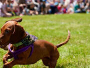 Dogs compete in the 15th annual Firecracker Wiener Nationals on July 4 in Rockaway Beach, Ore.