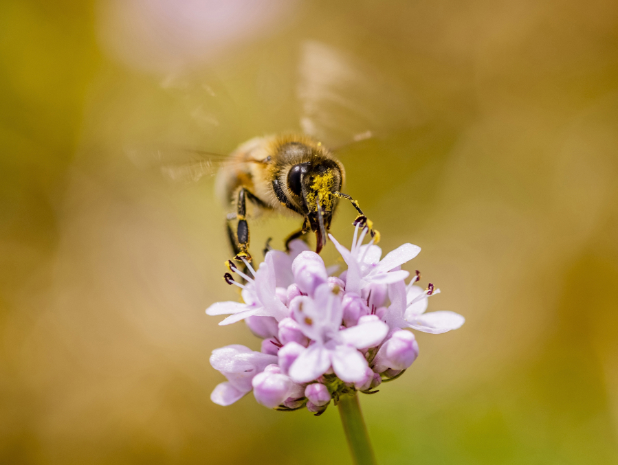 A honeybee collects nectar and pollen from a seablush flower in April at the wildflower restoration meadow at the Gates Foundation campus in Seattle.