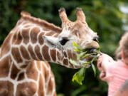 Mariah Wetherby, 4, and Tyler Wetherby, of Pitman, N.J., feed a giraffe at the new giraffe feeding encounter at the Philadelphia Zoo.