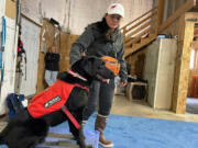 Working Dogs for Conservation trainer Michele Vasquez gets Charlie, a 4-year-old Labrador retriever, ready to search for black-footed ferret scent at a training facility near Missoula, Mont. Dogs like Charlie will help sniff out chronic wasting disease in deer and elk scat. They will also help find mink and otter droppings that can be tested for toxic substances near illegal dumpsites.