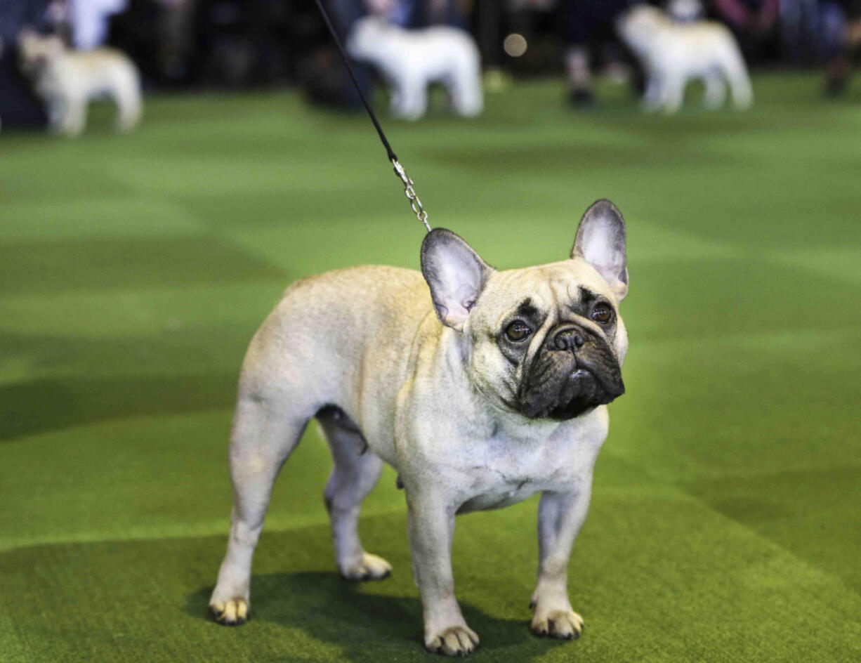 A French bulldog competes at the Westminster Kennel Club show in 2015 in New York.