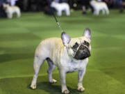 A French bulldog competes at the Westminster Kennel Club show in 2015 in New York.