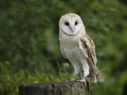 A barn owl sits on a tree trunk. A Johns Hopkins University researcher can continue medical experiments on barn owls after a lengthy battle with the People for the Ethical Treatment of Animals.