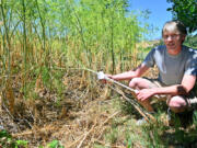 Clint Nichols, forest and riparian resources conservationist with the Jackson Soil and Water Conservation District, points out poison hemlock Monday along the Bear Creek Greenway in Ashland, Ore.