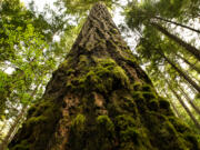 "Old growth" is in the eye of the beholder.